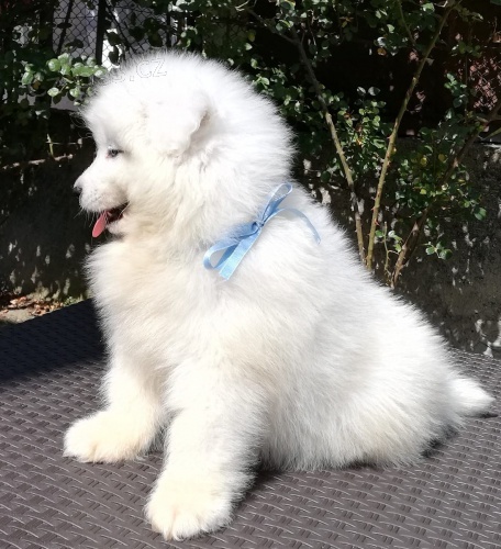3 samojed chlupatá štěňátka k adopci 3 samojed chlupatá štěňátka k adopci