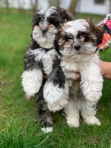 2  mini štěňata Shih-Tzu 2  mini štěňata Shih-Tzu 2  mini štěňata Shih-Tzu 2  mini štěňata Shih-Tzu