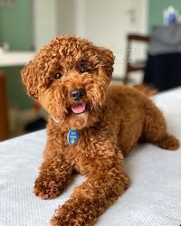 Inteligentn� �t��ata pudla