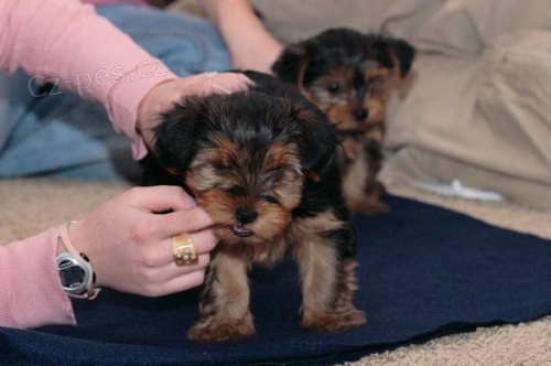 3 ��lek Yorkie Champion Blood 3-Yorkshire teri��i