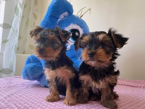 Absolutn� AKC Ohromuj�c� �t���tka yorkieho rodokmenu