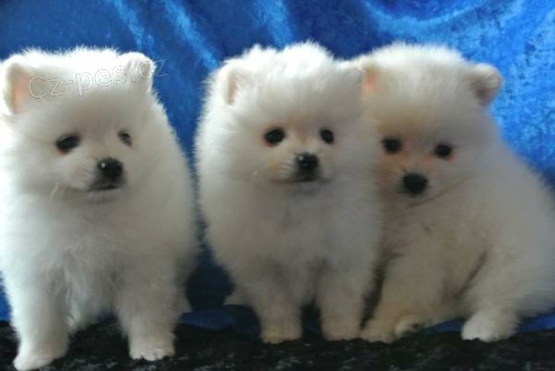 Na�echran� sn�hob�l� ��lek pomeransk�ch �t��at na prodej