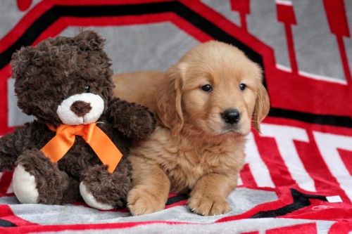 Zlat� retr�vr �t��ata na prodej