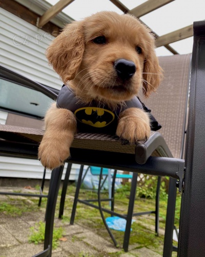 Zlat� retr�v�i