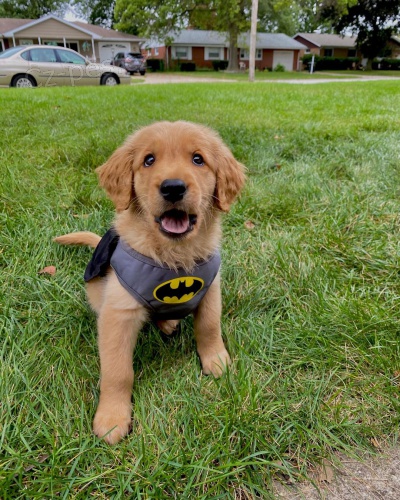 Roztomil� �t���tka zlat�ho retr�vra k dispozici