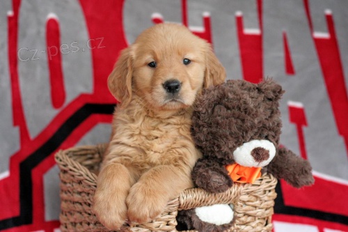 Zlat� labradorsk� retr�vr