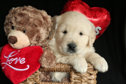 Miluj�c� zlat� retr�vr