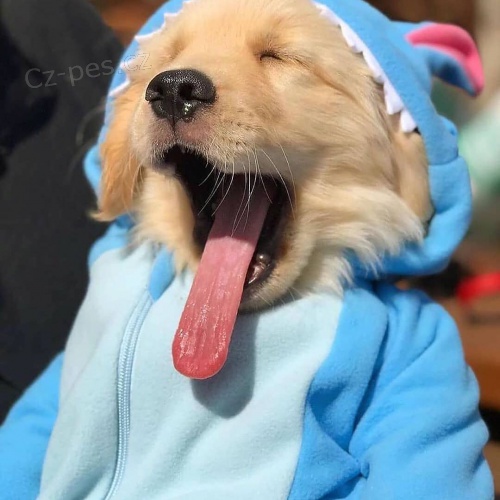 �t��ata labradorsk�ho retr�vra