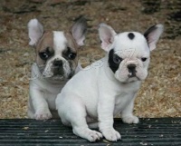 �istokrevn� francouzsk� buldo�ka �t��ata k p�evle�en�