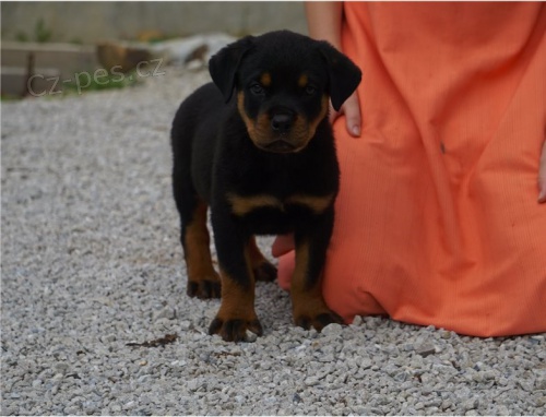 �t��ata rotvajler� k adopci.