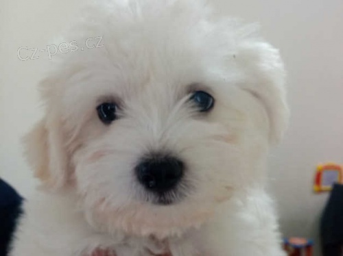 Rozkošná maltská štěňata Rozkošná maltská štěňata