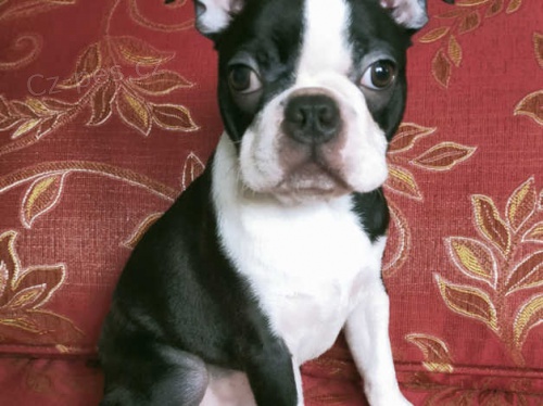 Fantastická štěňata boston teriéra k prodeji Fantastická štěňata boston teriéra k prodeji