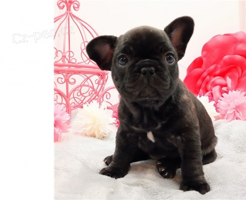 francouzský buldok štěňata francouzský buldok štěňata
