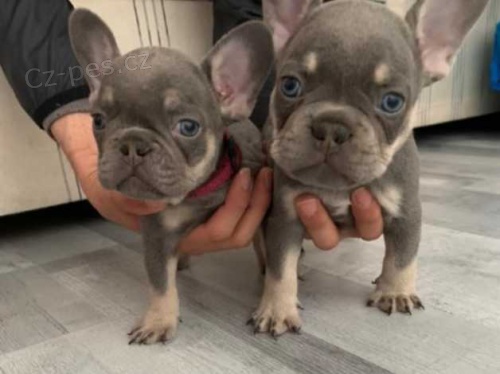 francouzský buldok štěňata francouzský buldok štěňata
