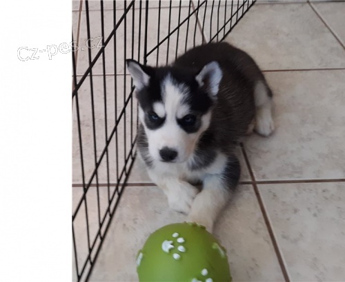 sibiřský husky štěňata sibiřský husky štěňata