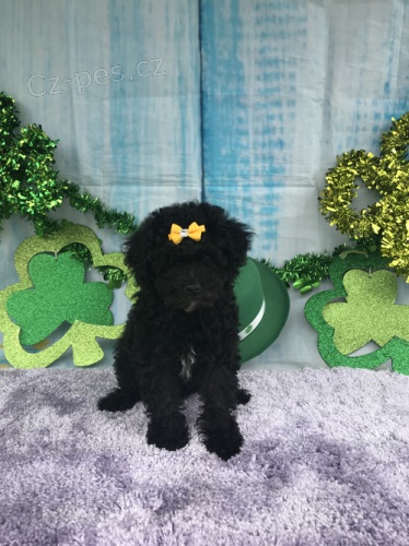 Kvalitn� mini pudl �t��ata k dispozici