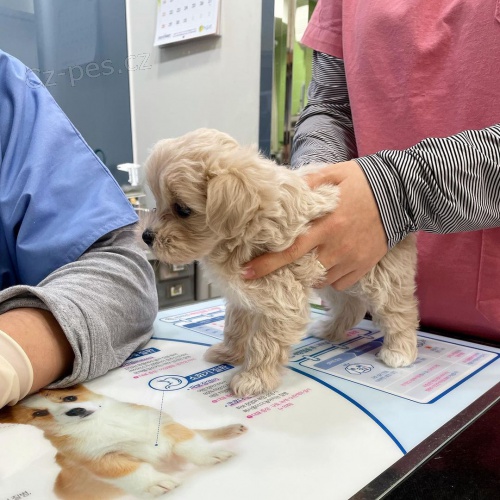 Maltipoo �t�n� pro rehoming