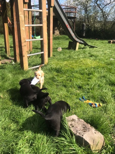 �t��ata labradorsk�ho retr�vra tr�novan� doma