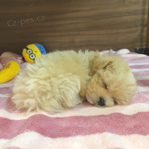 Maltipoo �t�n� pro dostupn�