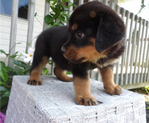 Kr�sn� �t��ata rotvajler� na prodej