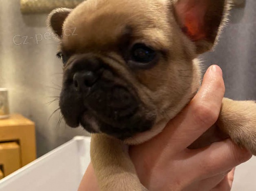 francouzský buldok štěňata francouzský buldok štěňata