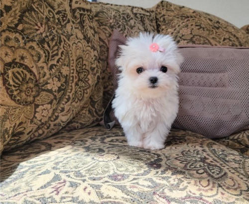 maltská štěňata)( maltská štěňata)(