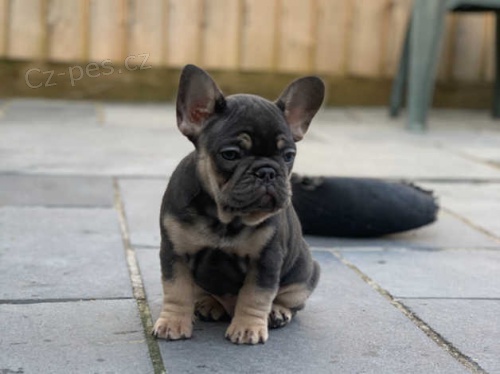 francouzský buldok štěňata francouzský buldok štěňata