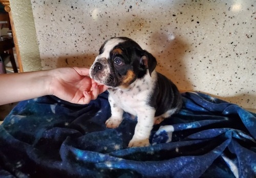 �t��ata s AKC a v�echny injekce s vakc�nami