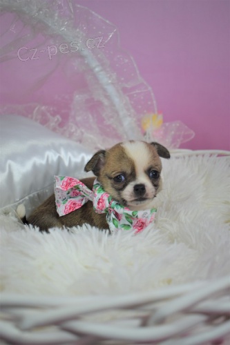 zdrav� �t��ata ve va�em okol�