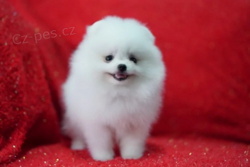 Pomeranian �t��ata k adopci