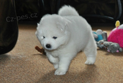 Inteligentn� samojed �t��ata