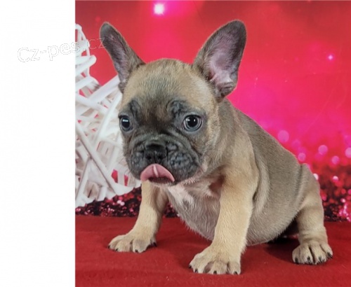 francouzský buldok štěňata francouzský buldok štěňata