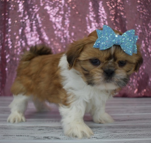 hygienicky a sociálně vyškolení štěňata SHIH TZU na prodej hygienicky a sociálně vyškolení štěňata SHIH TZU na prodej