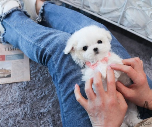 maltská štěňata maltská štěňata