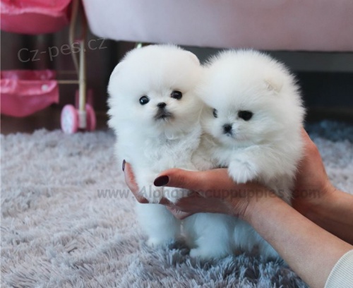 špicl štěňata špicl štěňata