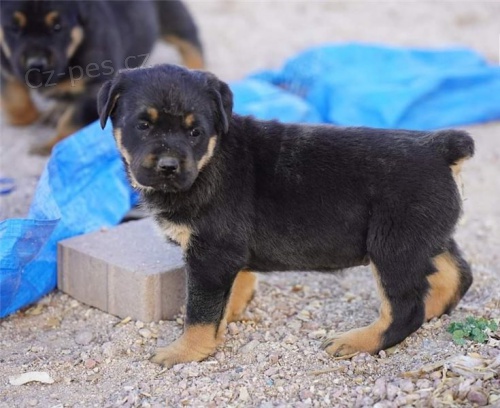 Rotvajler �t��ata