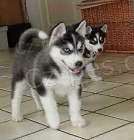 sibiřský husky štěňata sibiřský husky štěňata