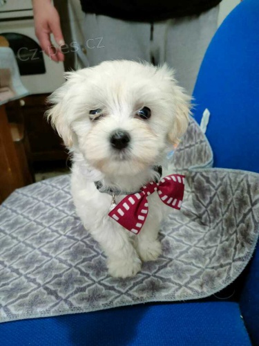 maltská štěňata maltská štěňata