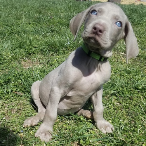 Zdrav� V�marsk� oha�e �t��ata na prodej