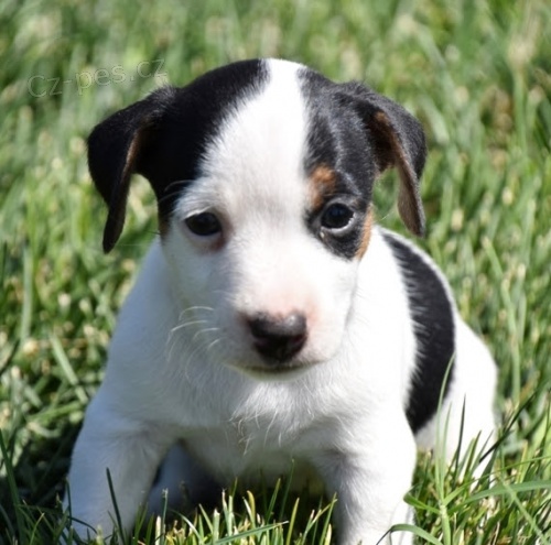 Krásná a rozkošná štěňátka Jack Russell na prodej. Krásná a rozkošná štěňátka Jack Russell na prodej.