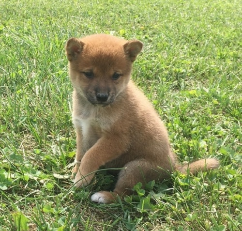 Rozko�n� miminka �t��ata shiba inu na prodej