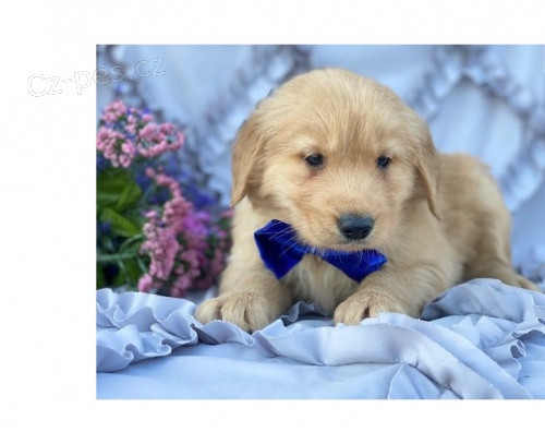 ZLATÝ RETRIEVER ZLATÝ RETRIEVER