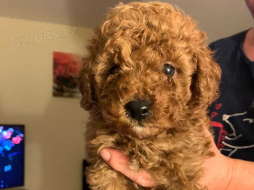 pudlí štěňata pudlí štěňata