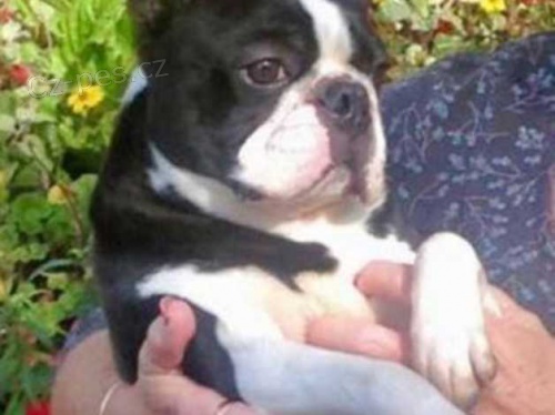 Fantastická štěňata bostonského teriéra Fantastická štěňata bostonského teriéra