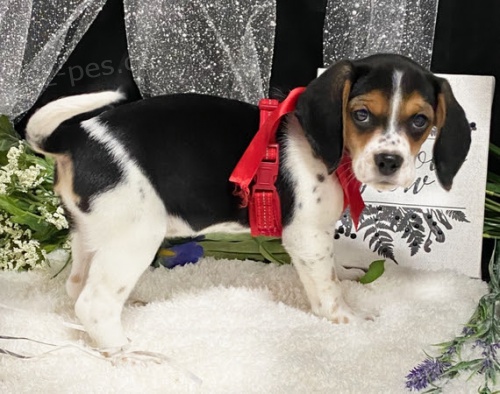 B�gl �t��ata k dispozici a p�ipravena k prodeji.