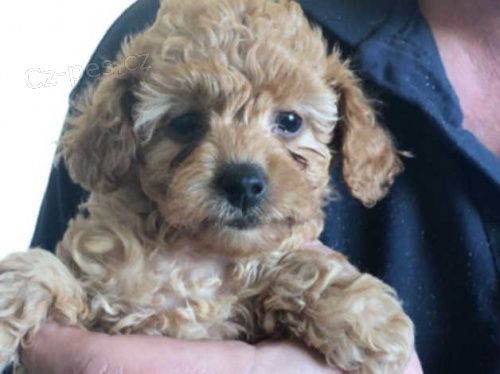 Tady máme nádherný vrh 4 štěňátek pudla Tady máme nádherný vrh 4 štěňátek pudla