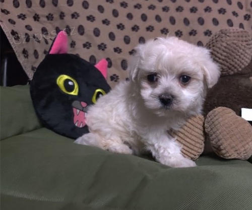 maltská štěňata maltská štěňata