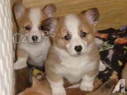 Pembroke Welsh Corgi štěňata Pembroke Welsh Corgi štěňata