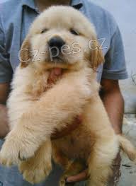 Zlatý retrívr štěňata Zlatý retrívr štěňata