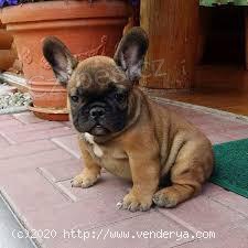francouzský buldok štěňata francouzský buldok štěňata